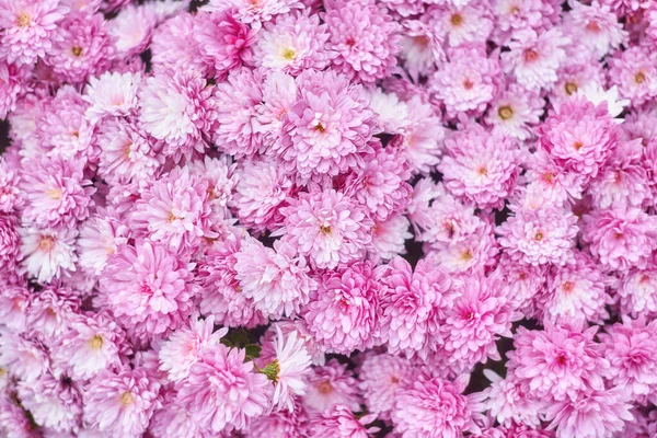 Ramo de crisantemos rojos en tienda de flores, flor patrón sin costuras — Foto de Stock