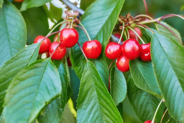 Bayas rojas cereza dulce en una rama de árbol —  Fotos de Stock