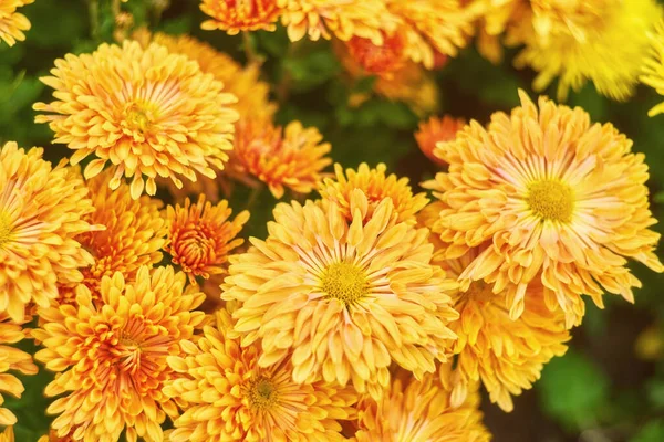 薄黄色の菊の花の背景 — ストック写真