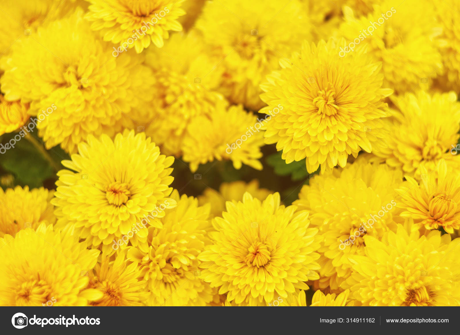 담황색 국화 꽃 배경 — 스톡 사진 © saharrr #314911162, image size:1600x1167
