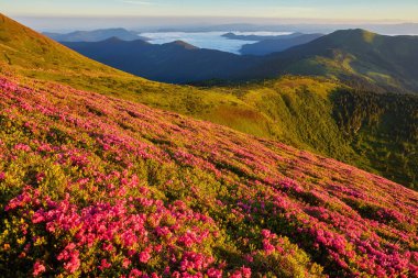 Beautirul Akşam Dağlarında Aydınlatılmış Sarı Çadır.