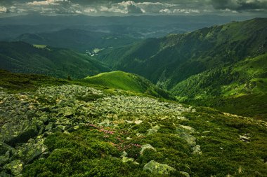 Yeşil çayırlar, ağaçlar, güneşli bir yaz gününde arka planda dağlarda kara alçak bulutlar olan sakin alp manzarasının güzel manzarası..