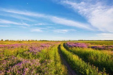 Çiçekli güzel bahar manzarası