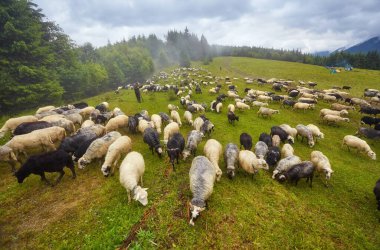 Güzel yeşil çayır çok koyun