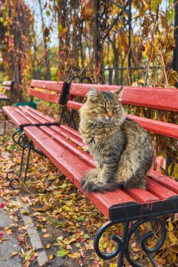 Yalnız tekir kedi bankta oturuyor.