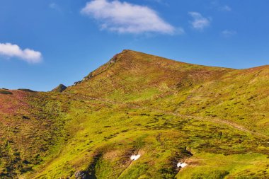 pembe ormangülü çiçek yaz dağ