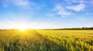 Mavi gökyüzünün altında bulutlu yeşil çayır