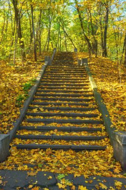 Düşen portakal yapraklarıyla dolu, sarmal bir merdiven.