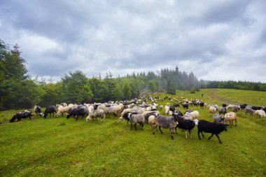 koyun sürüsü dağ çayır üzerinde