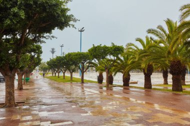 Palmiye ağaçlı sokak