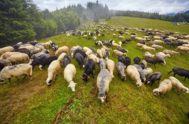koyun sürüsü dağ çayır üzerinde