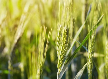 Green wheat close up with warm spring summer