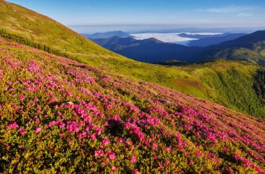 Pembe rhododendron sokağının çiçekleri dağın yamacında yeşil çimenli sisli tepeler ve dramatik bulutlarla kaplı Karpatya dağları..