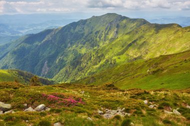 Yeşil çayırlar, ağaçlar, güneşli bir yaz gününde arka planda dağlarda kara alçak bulutlar olan sakin alp manzarasının güzel manzarası..