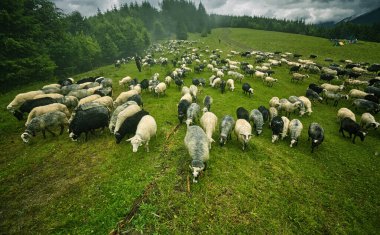 koyun sürüsü dağ çayır üzerinde