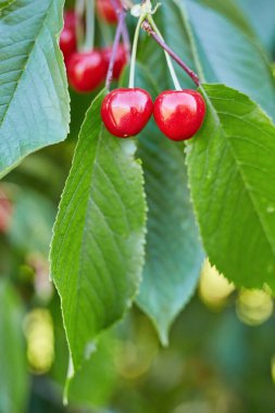 Ağaç dalında kiraz kırmızısı meyveler