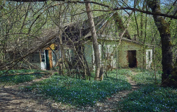 Maisons anciennes en ruine dans le village de Zalyssia situé dans la zone d'exclusion de Tchernobyl, emplacement touristique sombre populaire, Ukraine — Photo