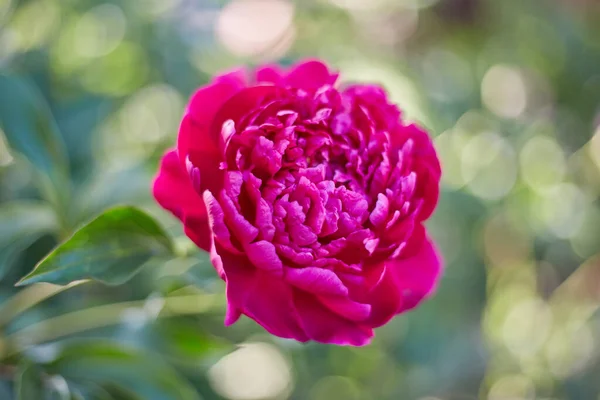 Fundo abstrato de flores naturais, uma flor de peônia vermelha close-up — Fotografia de Stock
