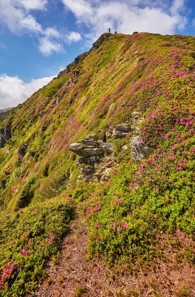 Rosafarbener Rhododendron blüht auf Sommerberg — Stockfoto