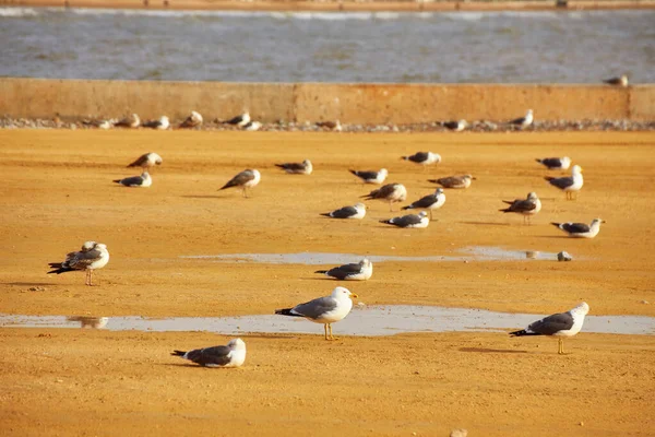 Bandada de gaviotas sentadas y corriendo sobre la arena de la playa salvaje —  Fotos de Stock