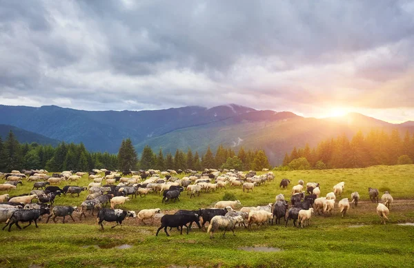 Зграя овець на заході сонця. Вівці на лузі в горах . — стокове фото