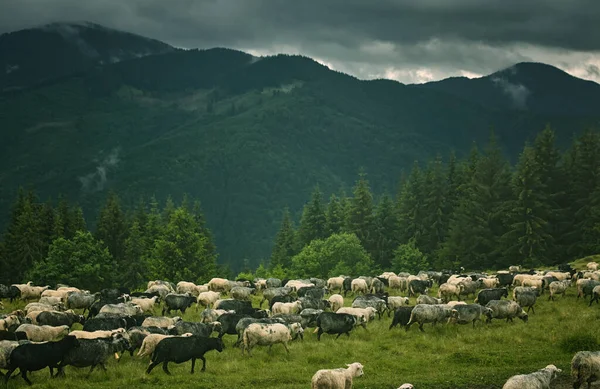 Много овец на прекрасном зеленом лугу — стоковое фото