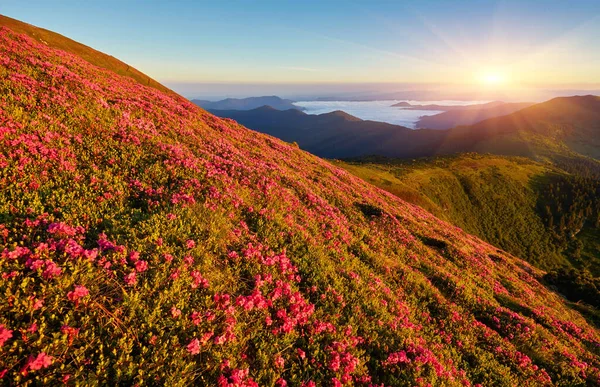 Paisaje con flores silvestres rododendros en la montaña — Foto de Stock