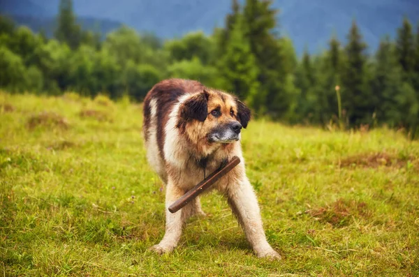 Cão pastor romeno — Fotografia de Stock