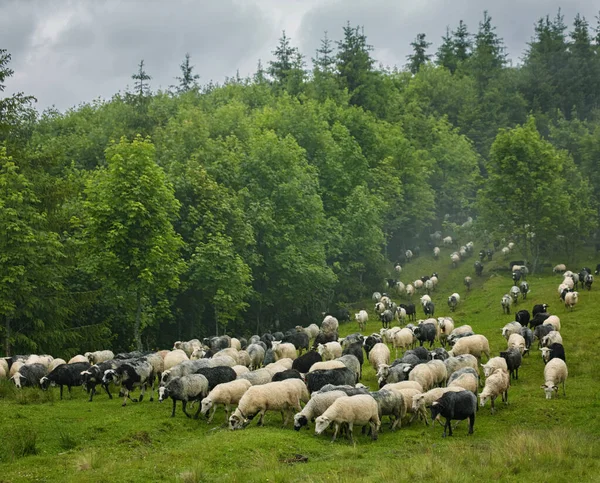 Стадо овец на горном лугу — стоковое фото