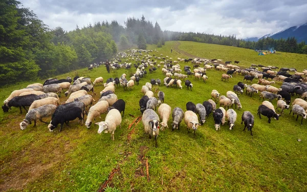 Flock of sheep in a mountain valley — Stock Photo, Image