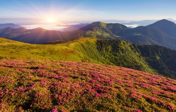 Hermosa vista de flores de rue rododendro rosa que florecen en la pendiente de la montaña con colinas brumosas con hierba verde y montañas de los Cárpatos en la distancia con nubes dramáticas cielo . — Foto de Stock