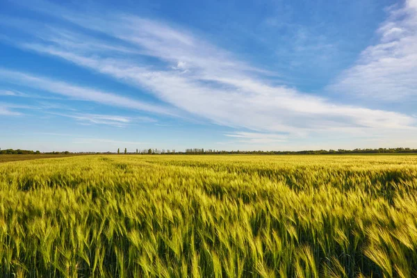 Зелений луг під блакитним небом з хмарами — стокове фото