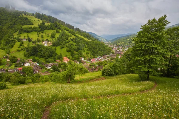 Veld van bloemen met bergen — Stockfoto