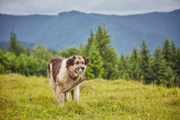 Rumænsk hyrdehund - Stock-foto