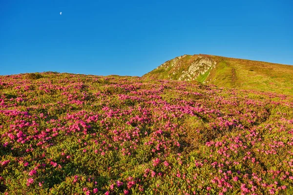Schöne Aussicht auf rosa Rhododendron Raute Blumen blühen am Berghang mit nebligen Hügeln mit grünem Gras und Karpaten in der Ferne mit dramatischen Wolken Himmel. — Stockfoto