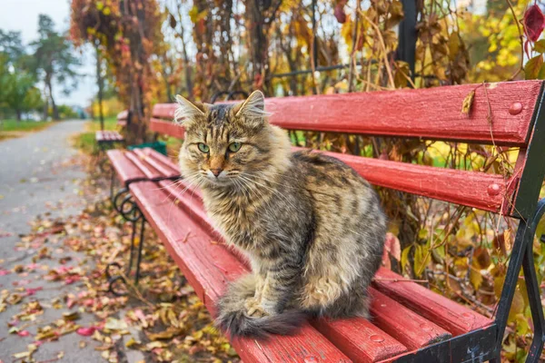 외로운 고양이가 벤치에 앉아 있습니다 — 스톡 사진