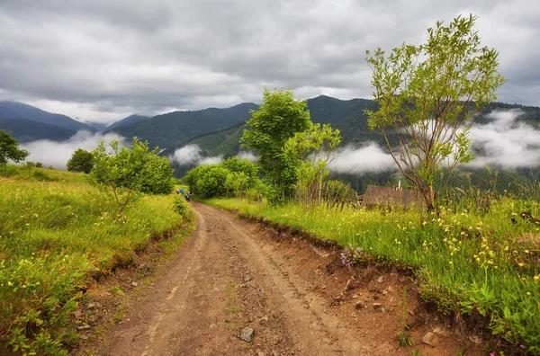 Estrada florestal atravessando pinhal — Fotografia de Stock