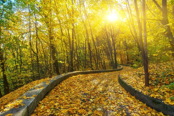 Colores rojos y coloridos de otoño en el bosque con un camino y sol — Foto de Stock