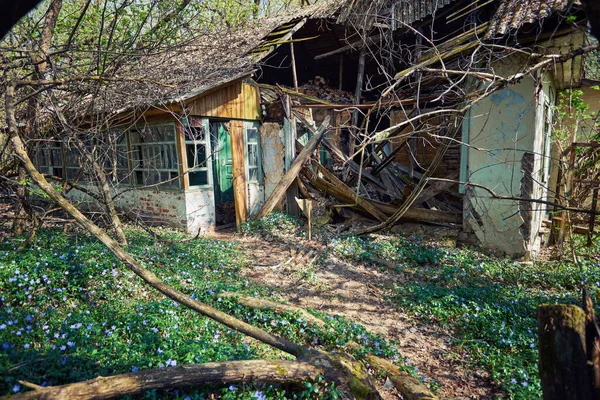 Verlaten huis begroeid met wilde planten — Stockfoto