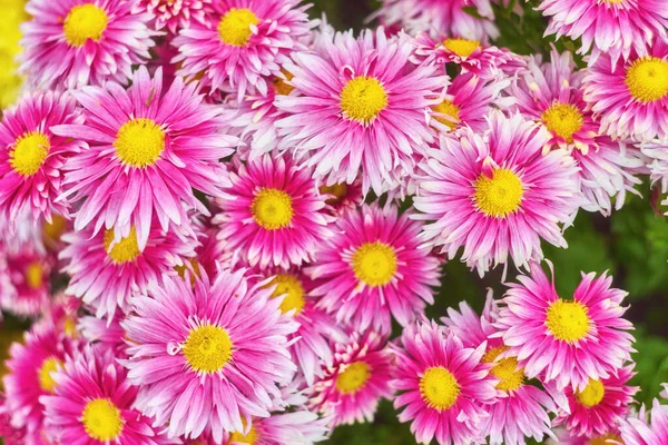 Jesienny odmiany chryzantemy kwiat — Zdjęcie stockowe