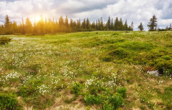 Вид на спокойный пейзаж с зелеными метеоритами, деревьями, темными низкими облаками на фоне гор в солнечный летний день . — стоковое фото