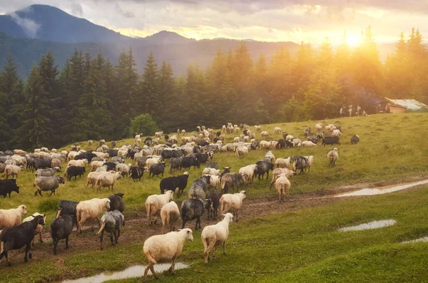 Стадо овец на закате. Овцы на лугу в горах . — стоковое фото