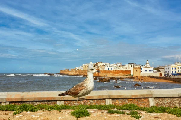 Zeemeeuw bewaakt het fort van Essaouira, Marokko. — Stockfoto