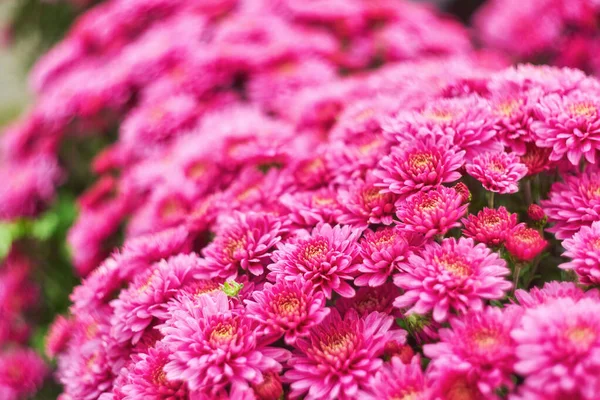 Autumn varicoloured chrysanthemum flower — Stock Photo, Image
