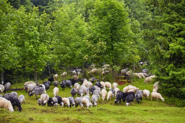 Un sacco di pecore sul bellissimo prato verde — Foto Stock