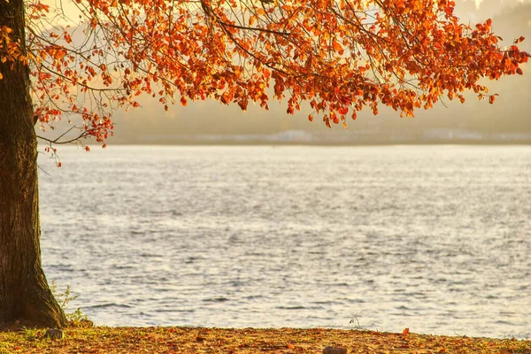 Arbres d'automne près de la rivière, feuilles sur sable . — Photo