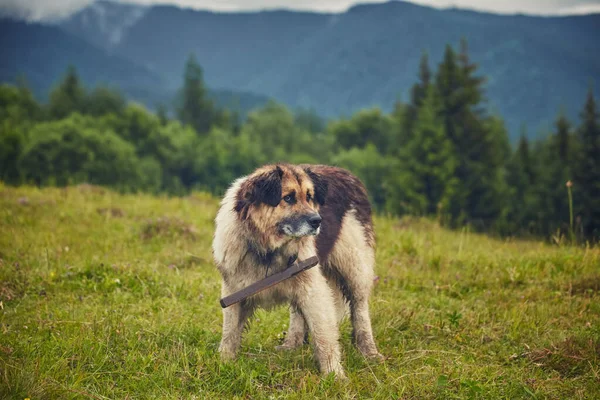 Cão de pastor bonito na floresta — Fotografia de Stock