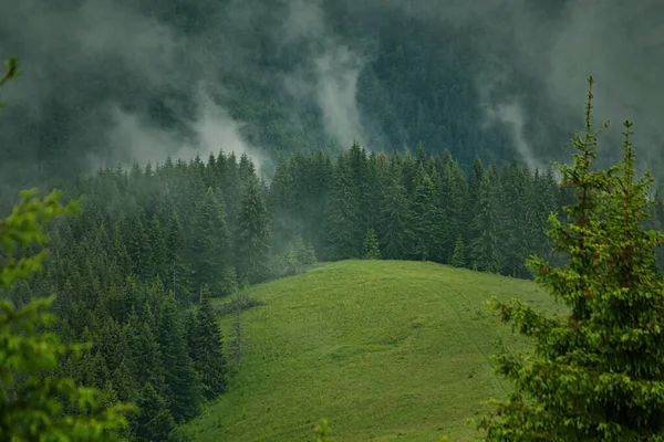 Der Tannenwald im Nebel — Stockfoto