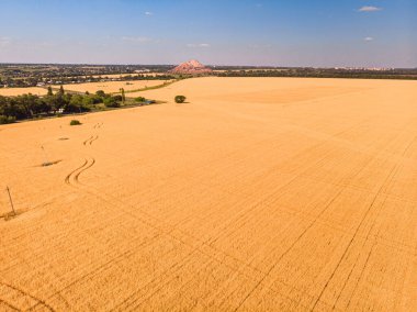 Buğday tarlasının havadan görünüşü ve traktörün izleri. Güzel tarım dokusu ya da yaz tarım arazisinin arka planı. Yukarıdan buğday çiftliği.