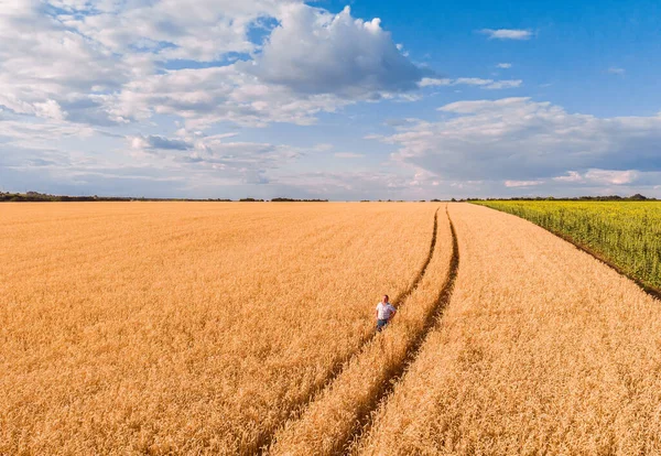 Flygfoto Bonde Som Står Ett Moget Vetefält Plantation Vuxen Manlig — Stockfoto